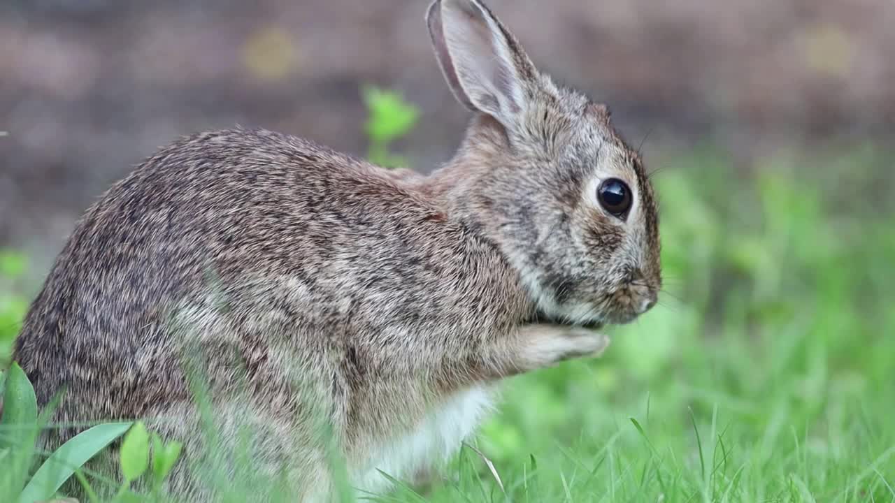 小棉尾兔洗脸后停在终点