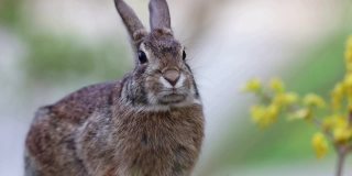 年轻的棉尾兔站在移动的嘴面对相机轻微风柔和的背景