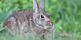 棉尾兔在草丛中移动鼻子很满足
