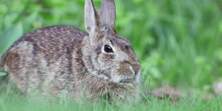 小棉尾兔在草面包是平静的，然后开始呼吸更快，更警觉