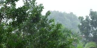 雨季的热带倾盆大雨