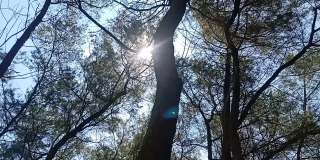全景视频的松树从视图摄像机的底部旋转90度