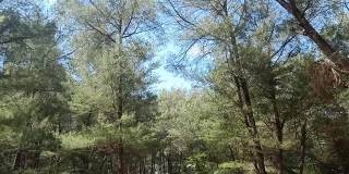 松树的全景视频，从底部到顶部的相机。