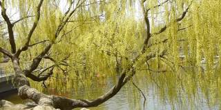波光粼粼的湖畔柳树密密，游船水上游船。