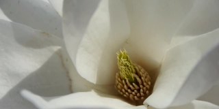 美丽的白玉兰开白色万花筒。