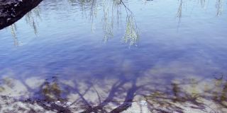 柳树的影子映在波光粼粼的水中。