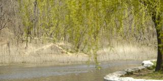 波光粼粼的湖畔柳树茂密，芦苇、芦苇床、湿地。