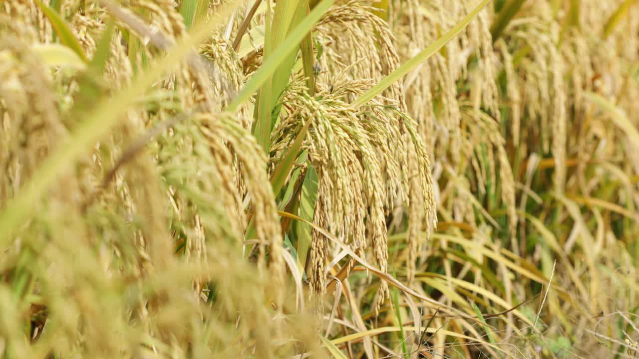 秋天成熟的稻穀