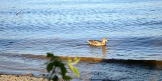 野鸭沿着河游。城市附近的野鸟。这只鸟在清澈的水中游泳