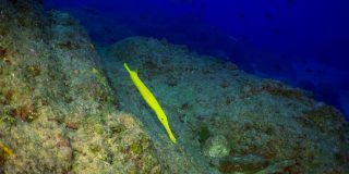近距离观察笛子鱼在哥斯达黎加的暗礁上游泳。