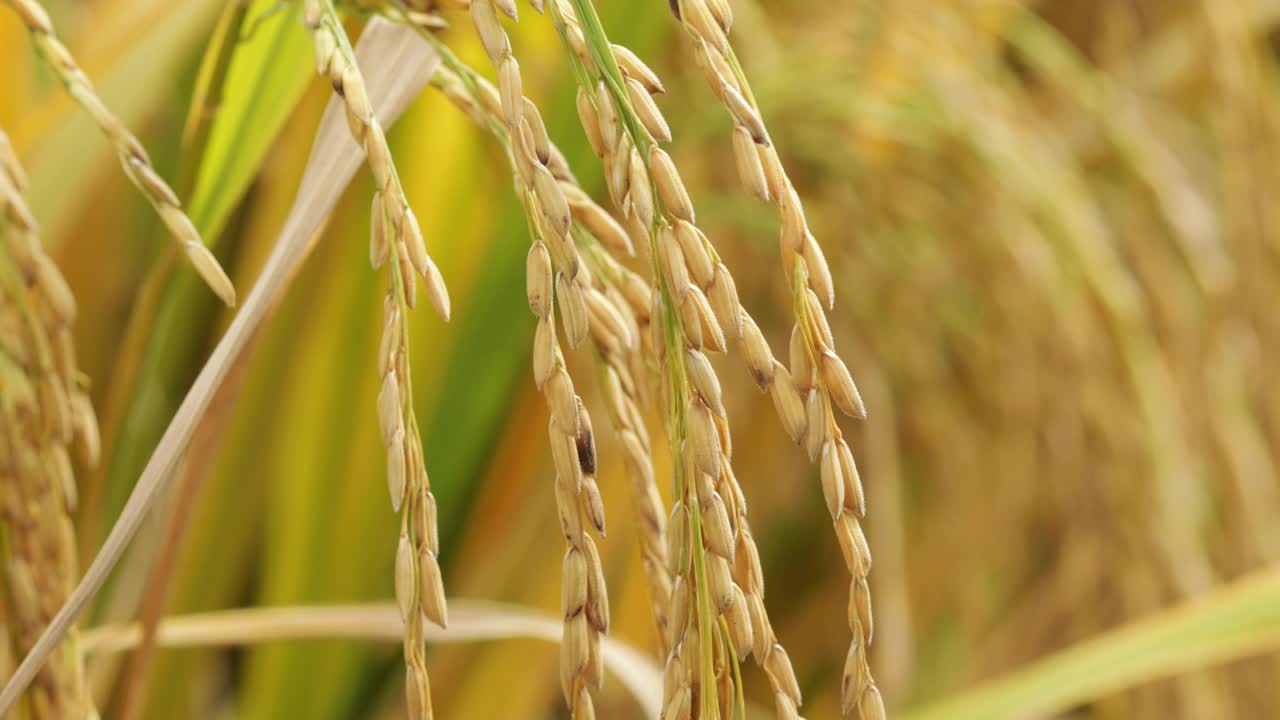 秋天成熟的稻穀