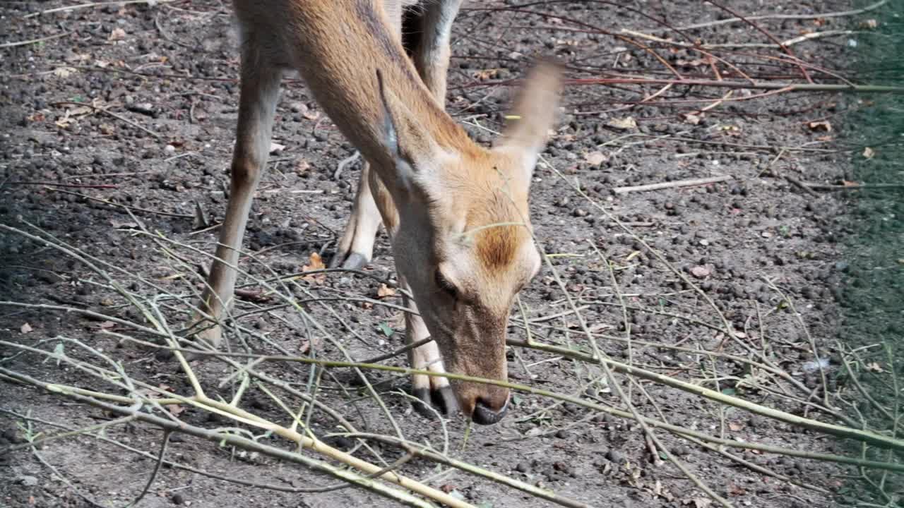 一只吃树枝的鹿的特写镜头