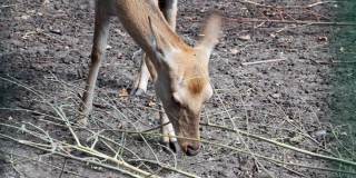 一只吃树枝的鹿的特写镜头