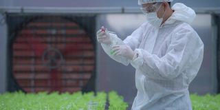 科学家穿着白大褂，在温室农场检查种植蔬菜。农民农业。高科技农业有机农场。水培生菜。