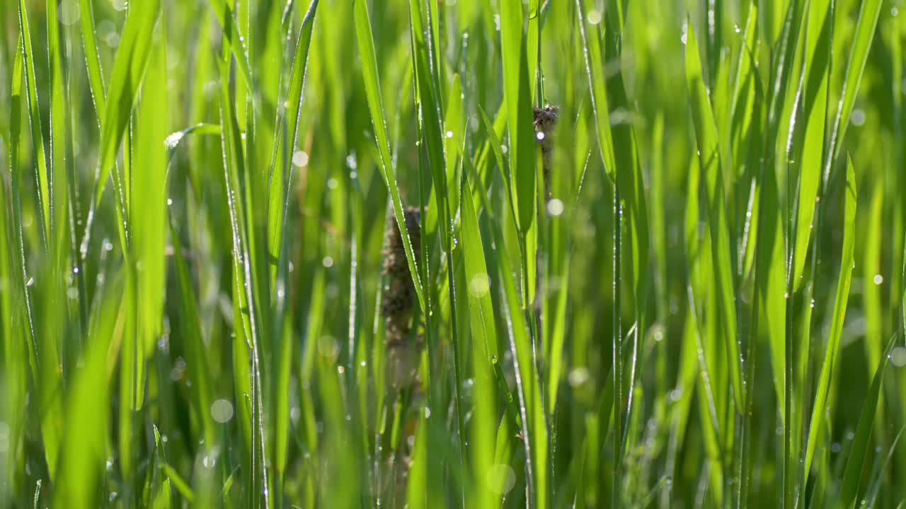 绿色草地上的露珠，超高清4K