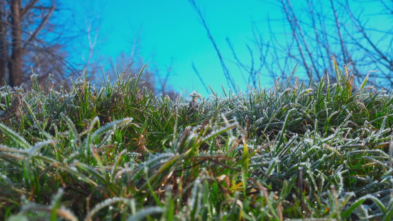 雪花缓缓地飘落在绿色的草地上。霜覆盖着绿色植物。