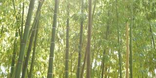 竹林，亚洲热带风情。绿色的树木在冥想风水禅宗花园。宁静宁静的林间，清晨和谐清新的灌木丛。日本或中国的自然东方美学