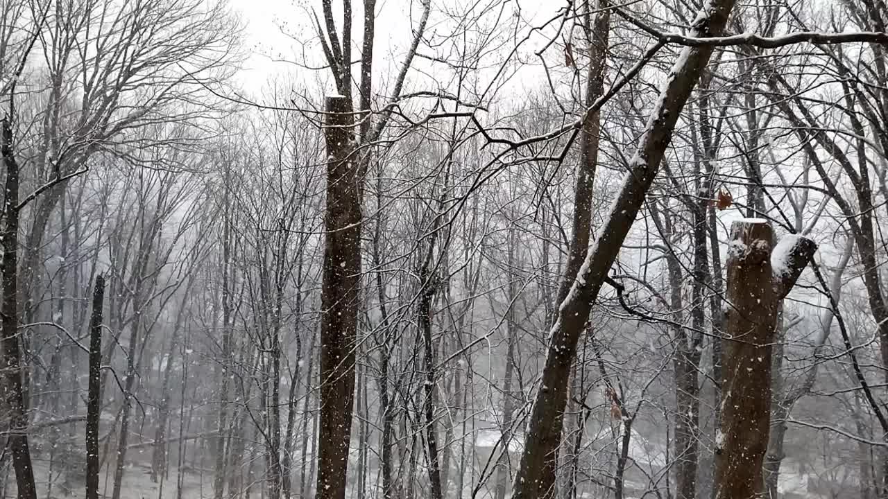 下雪的时候，漫步经过一片被雪覆盖的树林