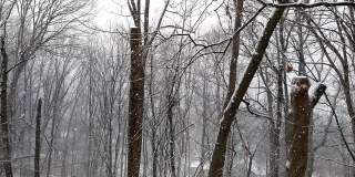 下雪的时候，漫步经过一片被雪覆盖的树林
