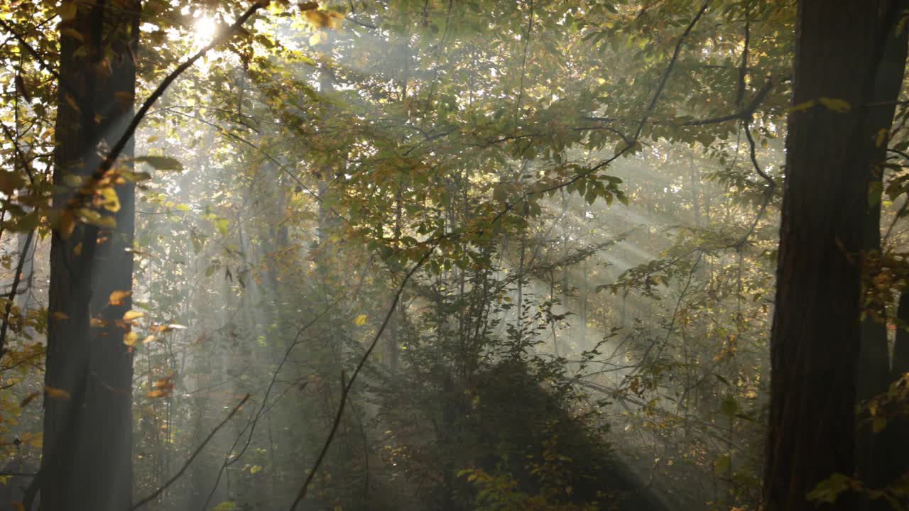 秋日山毛榉林中的晨雾。