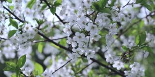 白色的樱花在春日的阳光下盛开在樱桃树上，特写镜头