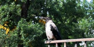 有一只黑乌鸦坐在篱笆上。他四周看了看