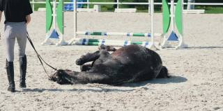 夏日里，一匹棕色的公马正躺在他的女运动员骑手脚下的沙地上