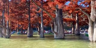 松柏科的落叶针叶树(松杉)在秋季水中。秋天的风景，树上的树叶黄而红。树在水里。秋天的概念。
