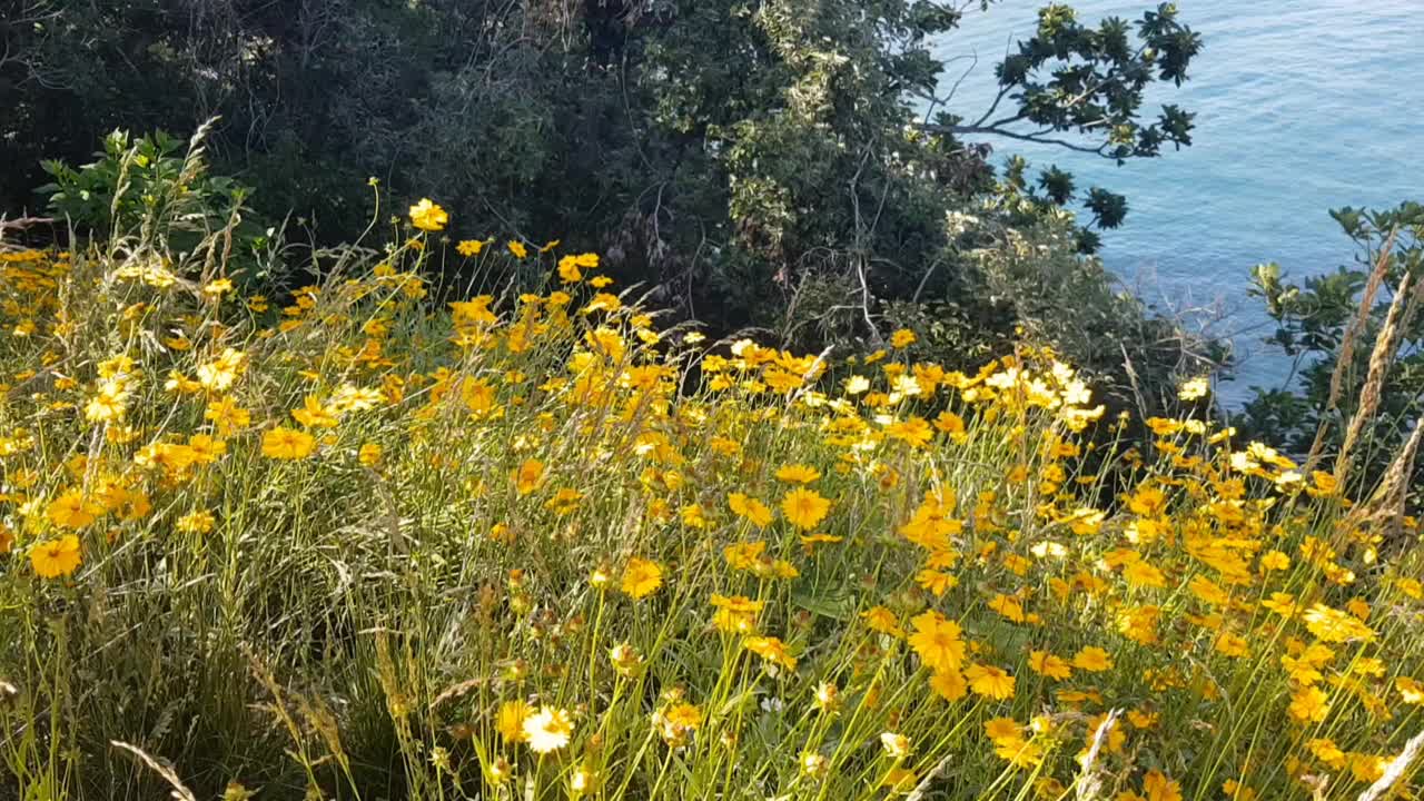 海边悬崖上盛开着黄色的花朵