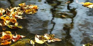 一个平静的淡水小溪与明亮的秋天树叶的特写。水面的缓慢运动随着太阳的反射平静地流动。大自然的秋景