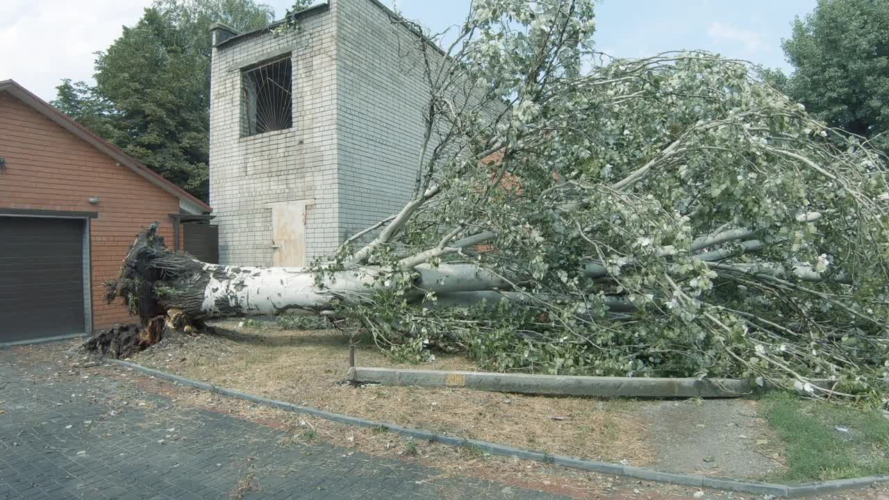 白杨树倒在金字塔形的马路上，沿着卡拉干丁斯卡娅街