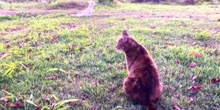 猫和狗看乡村日落