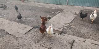 鸡在农场院子里走，4K视频