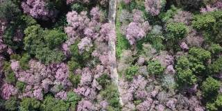 空中拍摄的照片，樱花盛开在泰国清莱省富池发森林公园的山上。