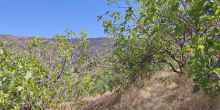 摩洛哥山的一棵满是成熟无花果的树，天然无花果树上。