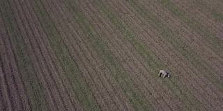 空中拍摄的死亡或熟睡的羊在科罗拉多州的田野