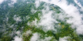 云雾缭绕的树梢，云雾缭绕的阴雨天气下的山林，生态清洁，原生态