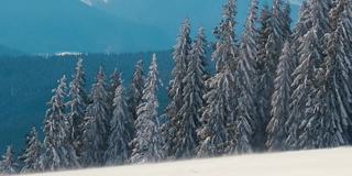 在寒冷明亮的冬日，高山森林里的大雪中，高大的常绿松树在狂风中摇摆