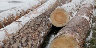 木材工业冬季采伐木材。森林里的树干上堆满了雪。树林里一排排等待运输的原木。冬天劈柴的特写