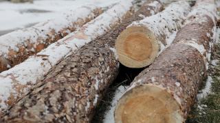 木材工业冬季采伐木材。森林里的树干上堆满了雪。树林里一排排等待运输的原木。冬天劈柴的特写视频素材模板下载