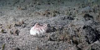 观星鱼uranoscopa科在沙地底部挖洞直到眼睛。
