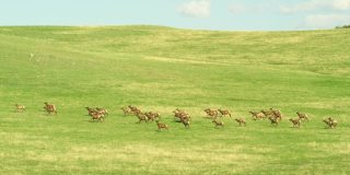 在蒙大拿州博兹曼附近的麦迪逊山脉内，一群麋鹿奔跑在西班牙峰春天绿色的山麓。