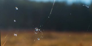 蜘蛛网上的霜正在融化-时光飞逝