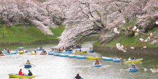 樱花花瓣飘落在日本东京的千origafuchi公园