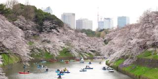 樱花花瓣飘落在日本东京的千origafuchi公园
