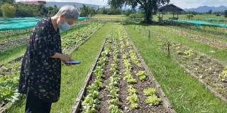 亚洲老年妇女老年妇女通过智能手机应用农业技术检查植物质量