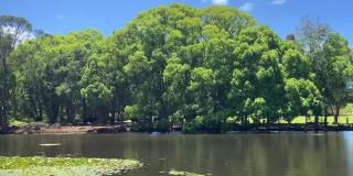 乡村绿树成荫的池塘大坝