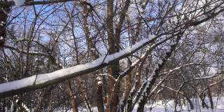 雪从树枝上缓缓落下