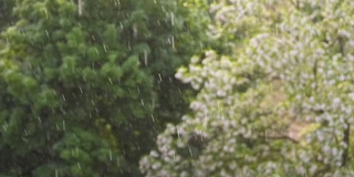 阳光下的雨，森林里的大雨，雨点纷纷落下