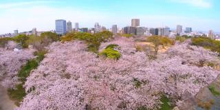 樱花盛开，福冈城市的城市景观，从福冈城堡，福冈市。Pan-shot